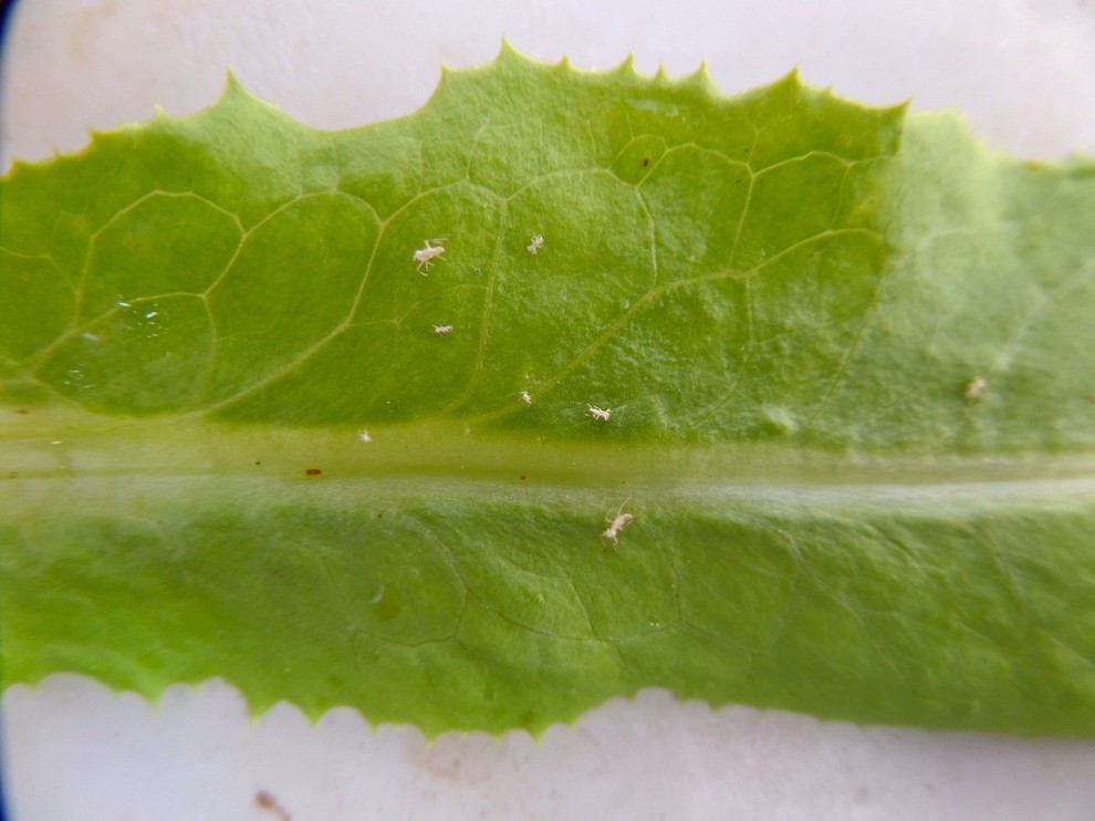 Tiny white bug on my greenhouse lettuce, Taos, NM