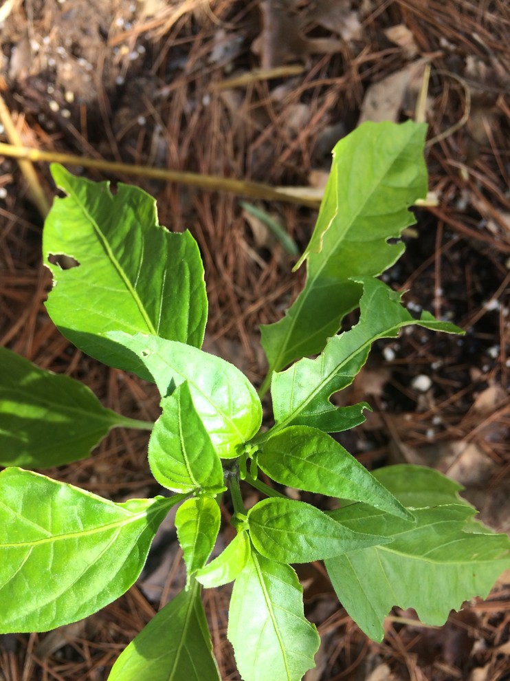 What is eating my peppers plant leaves?