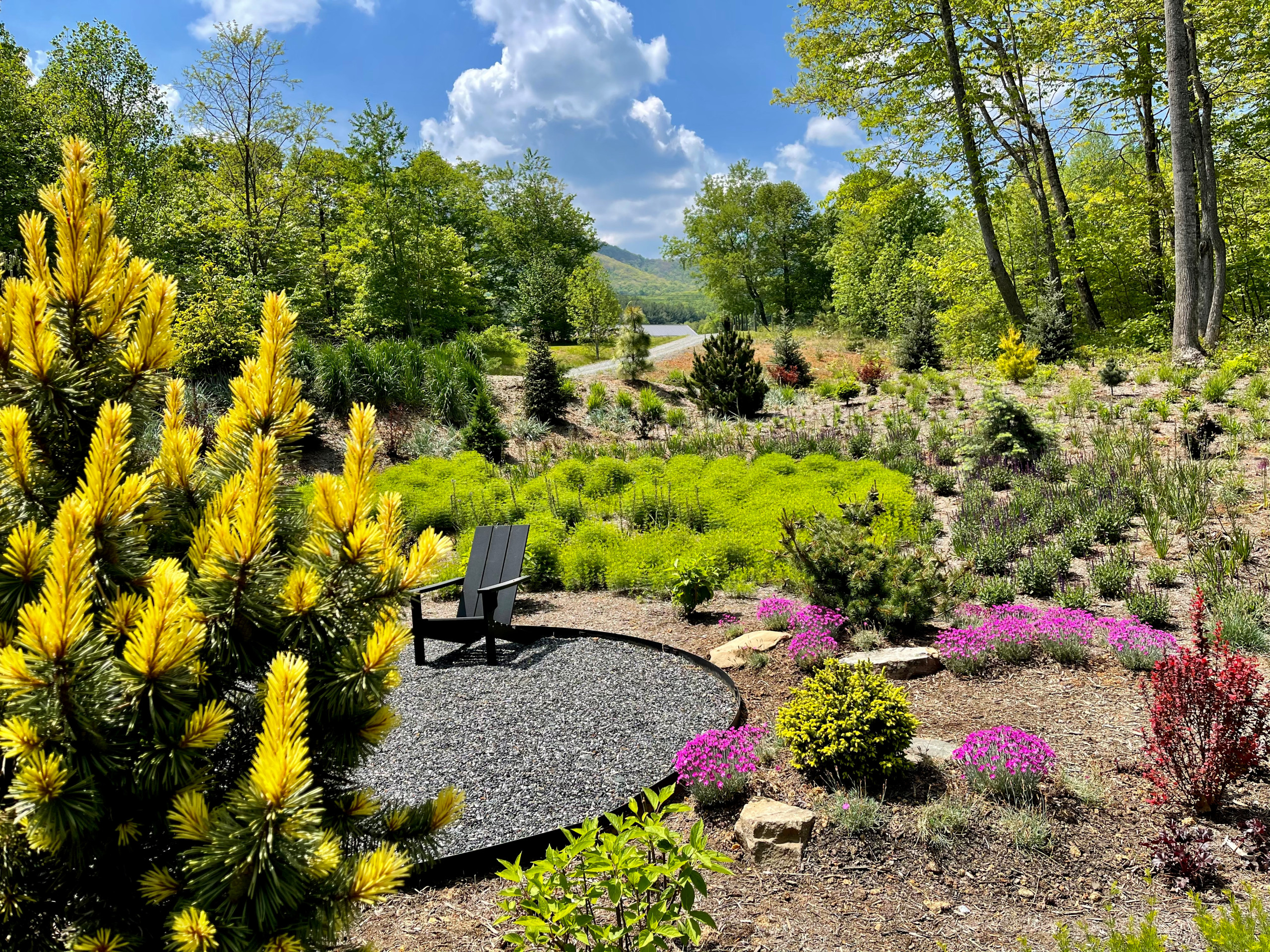 Taylor's Sunburst pine in the front garden.