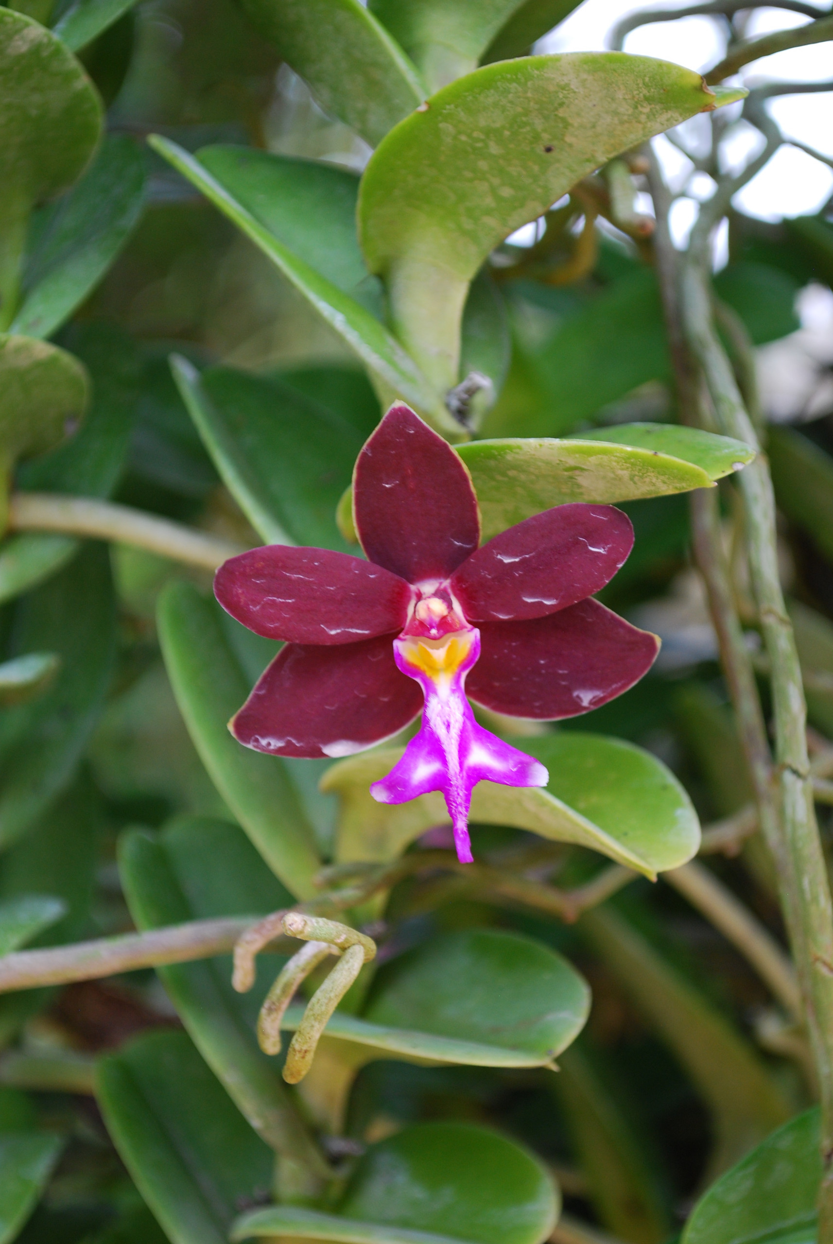 Trichoglottis brachiata orchid