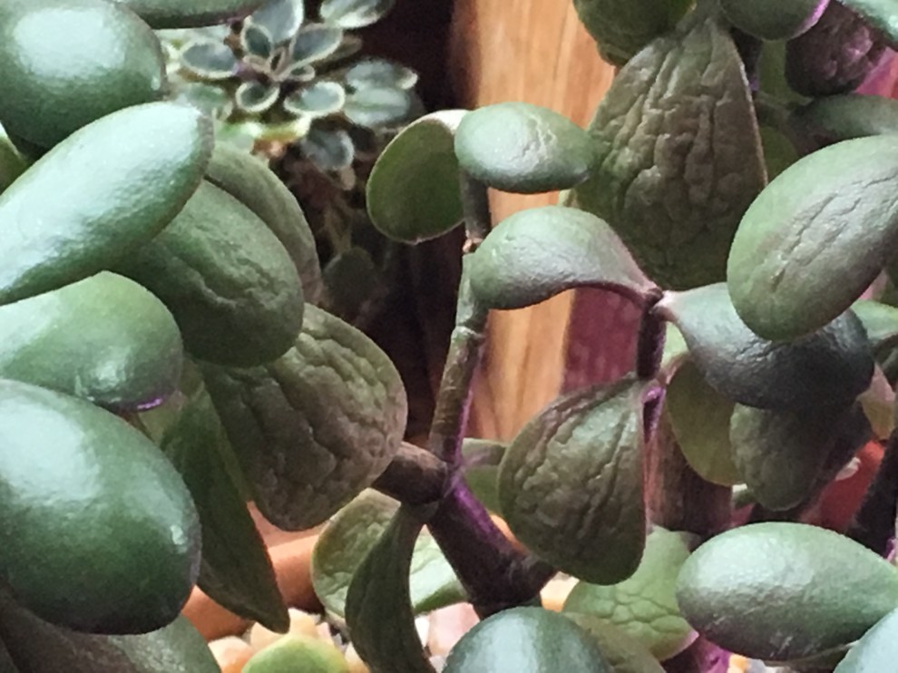 Advice - Jade Repot | Houzz Forum