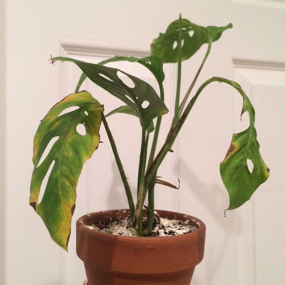 philodendron xanadu variegated Xanadu Philodendron main image 1