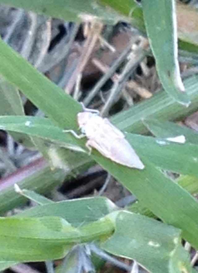 What are these tiny white bugs on my terracotta pots? Are they