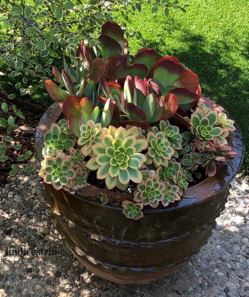 SUCCULENTS - POTS & WALLS
