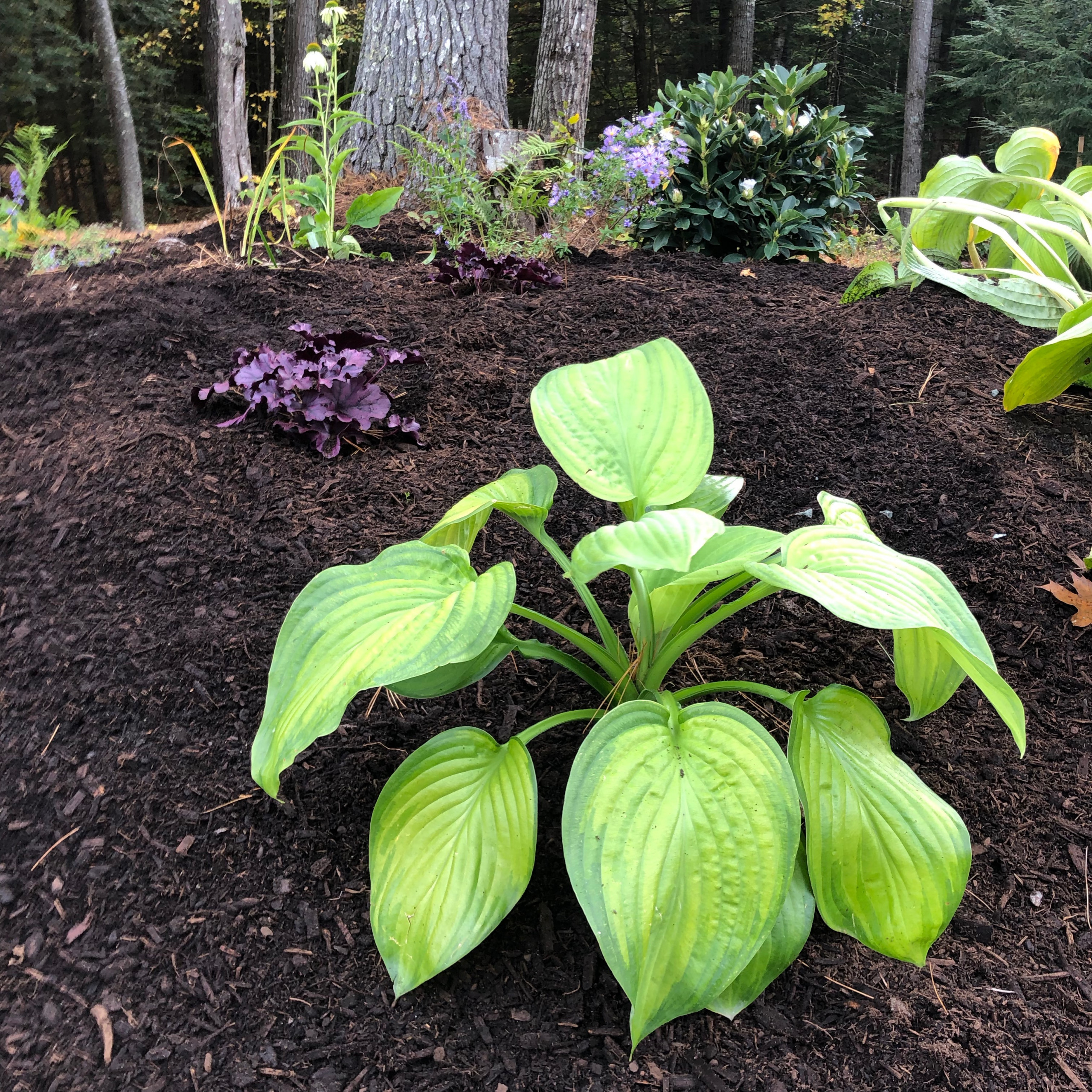 Part-shade Hosta Guacamole