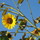 Last commented by west_gardener2