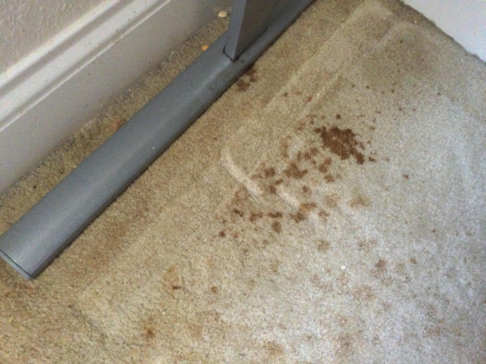 Carpet wet whenever it rains