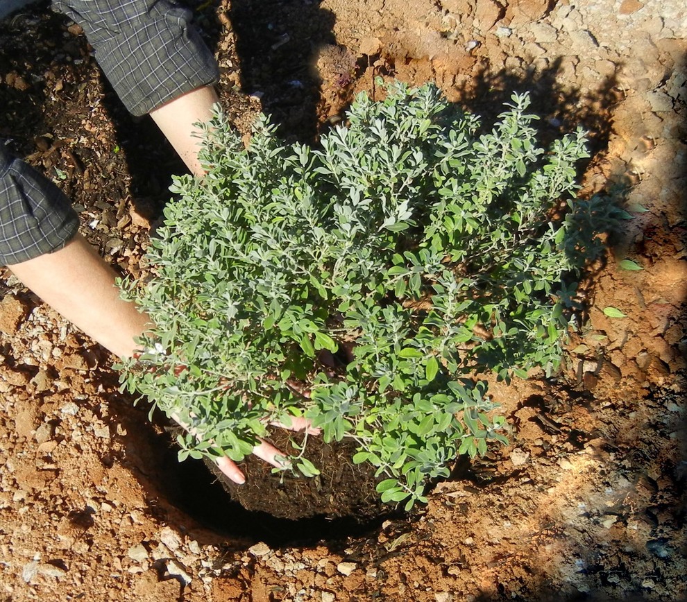 delosperma echinatum pickle plant Delosperma echinatum