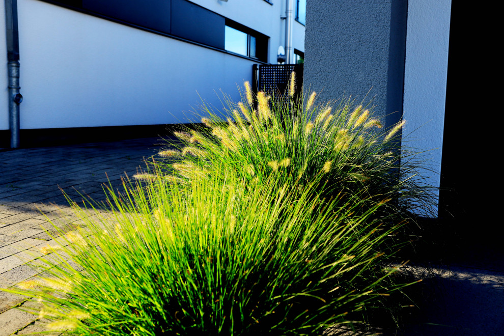 Geometrischer, Mittelgroßer Moderner Vorgarten im Sommer mit Blumenbeet und direkter Sonneneinstrahlung in Frankfurt am Main