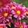 tammy_denton47