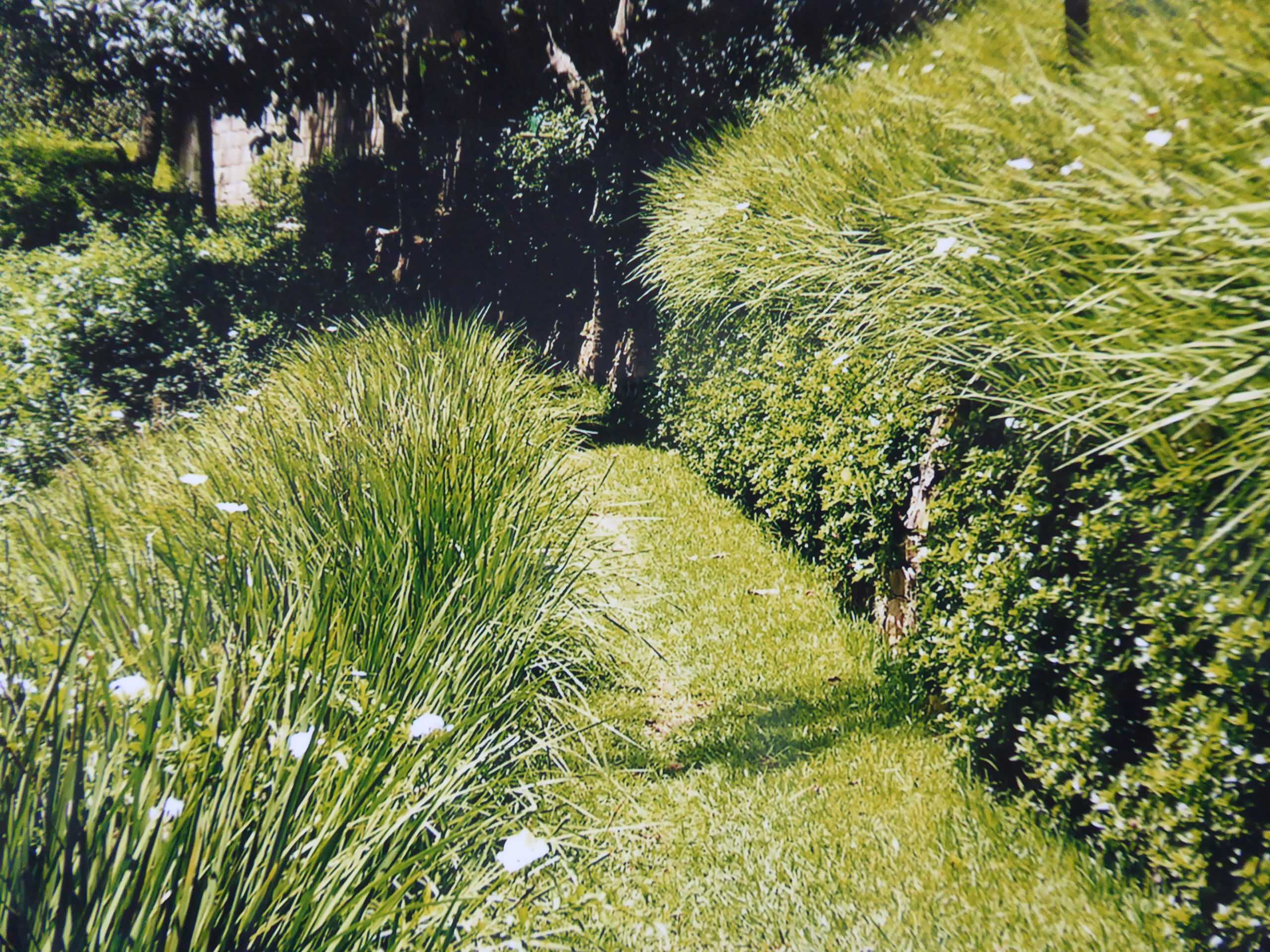 Landscaping with grasses