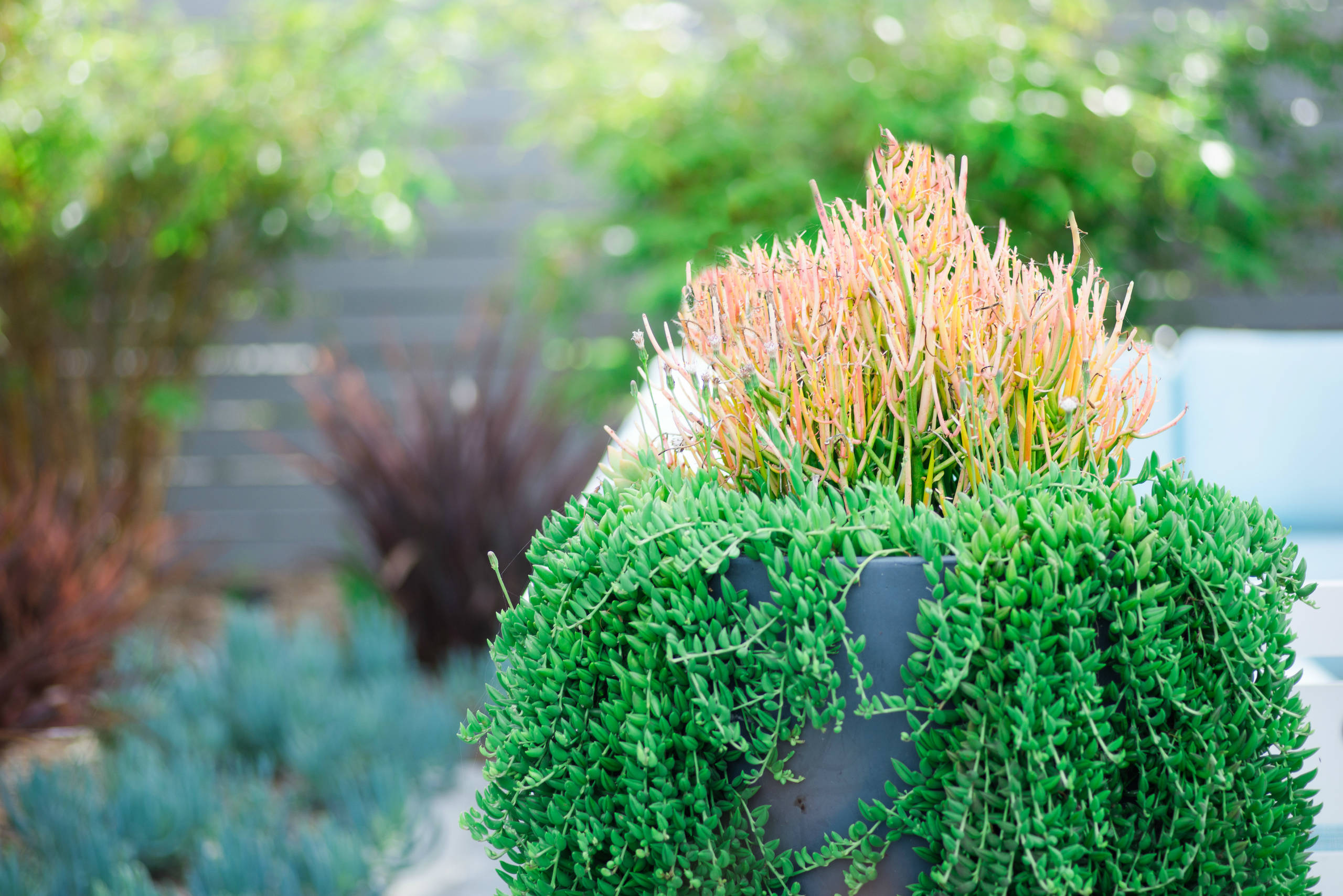 What to Know About Growing String of Bananas Plant