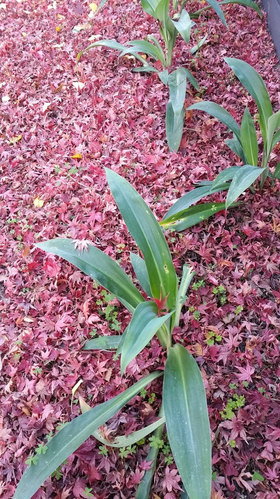This is an example of a contemporary garden in Melbourne.