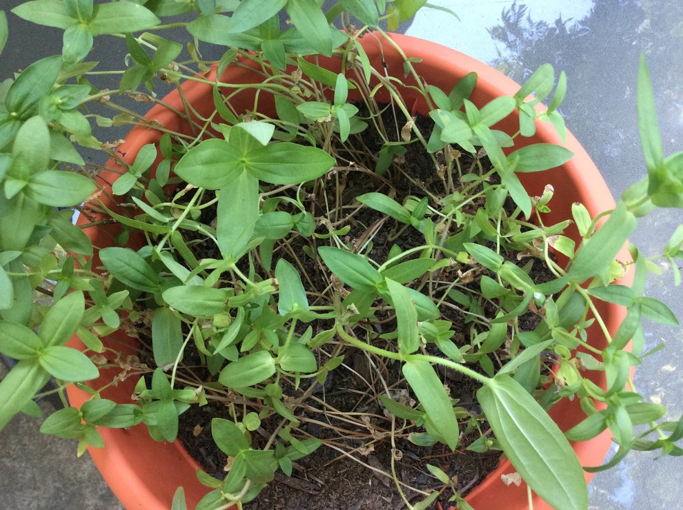 zinnias keep falling over; advice?