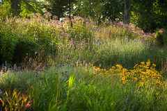 What to Know About Starting Your First Native Plant Garden