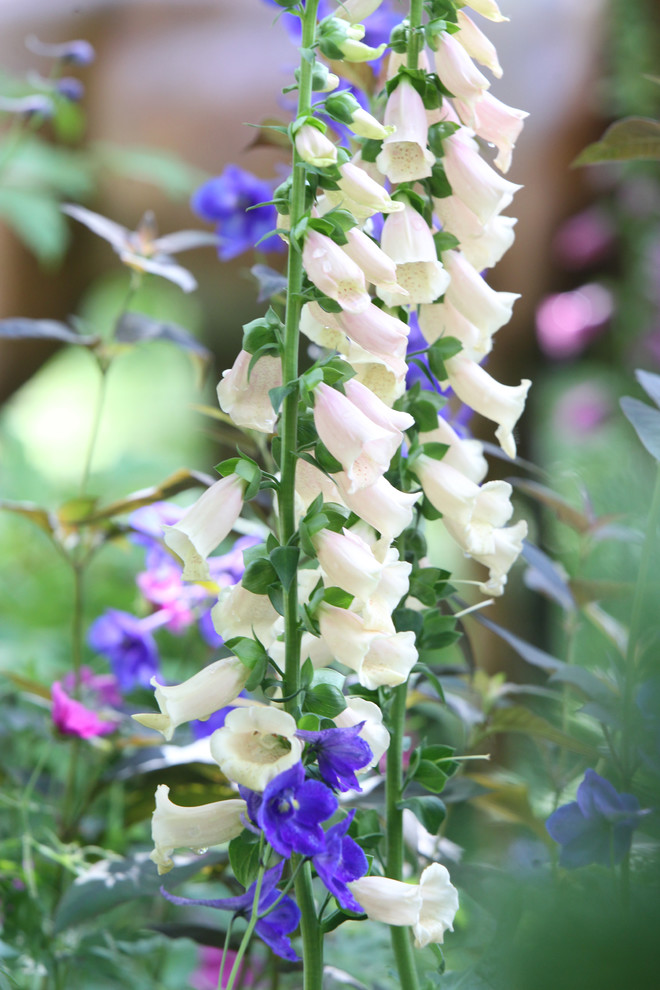 Фотосъёмка сада   Mark  Eveleigh(+Gigi Cameron) на   MoscowFlowerShow2017