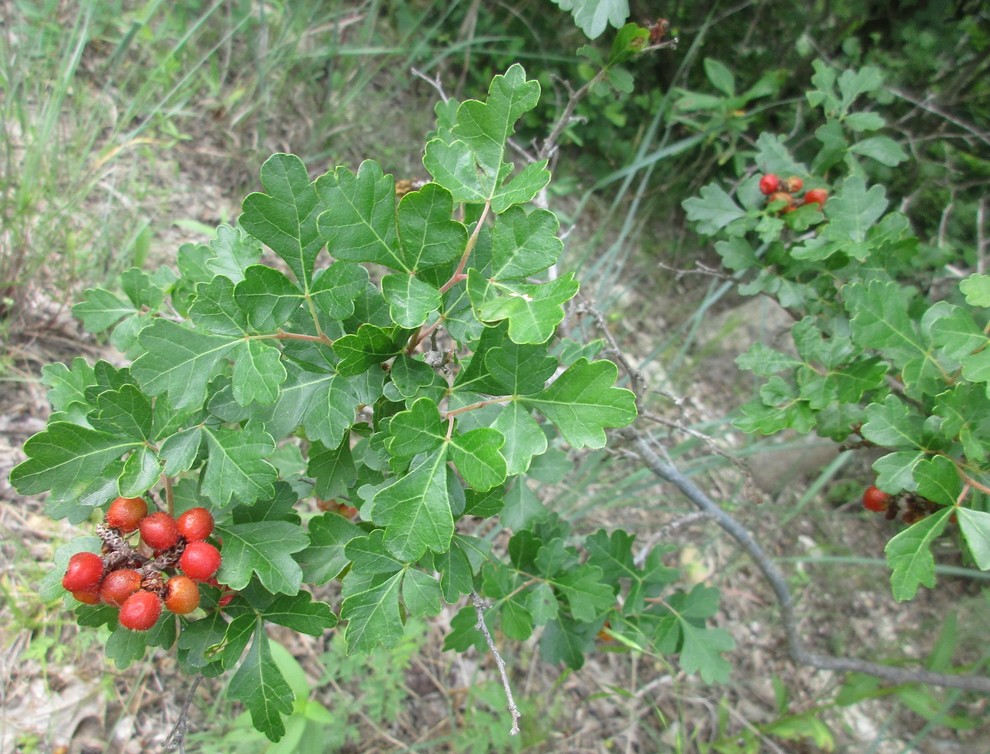 Leaf Branch with Berries – Smallwoods