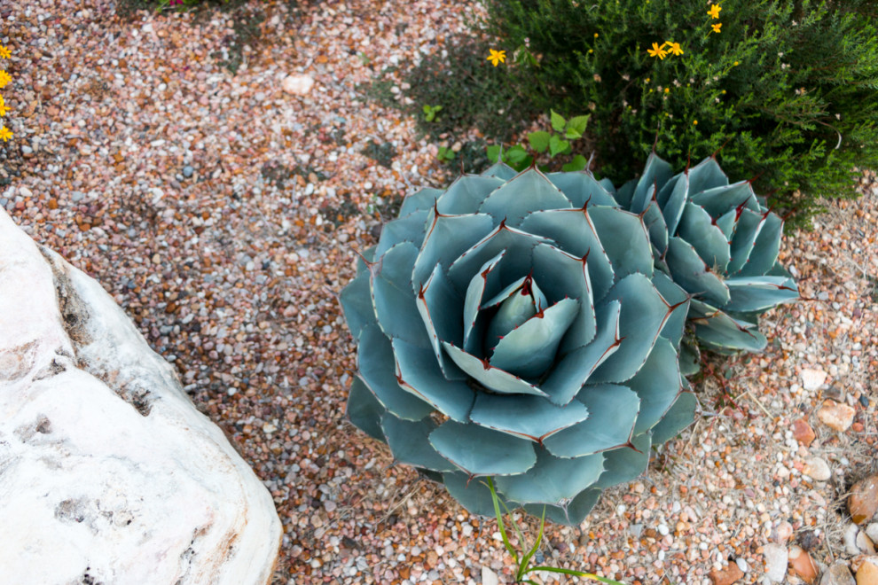 Modelo de jardín de secano clásico de tamaño medio en verano en patio delantero con paisajismo estilo desértico, exposición total al sol y piedra decorativa