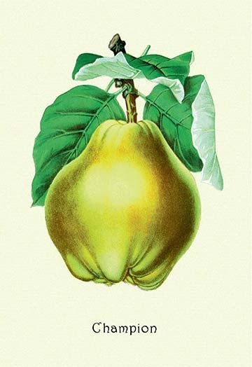 Champion Pears - Paper Poster 12" x 18"