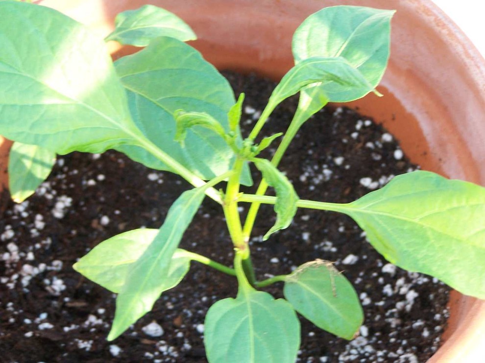 Jalapeno Disease? Help!