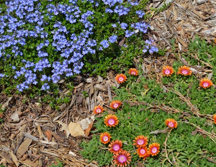 Почвопокровные растения для сада: выбираем многолетние и однолетние стелющиеся цветы для клумб, растения в ландшафтном дизайне (37 фото) - сайт о садоводстве