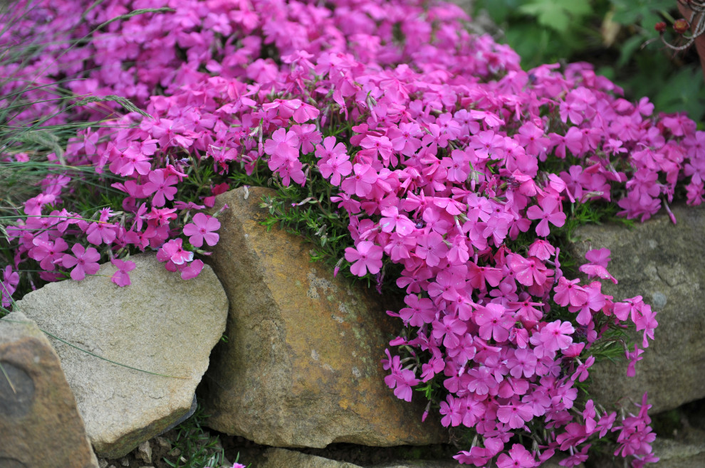 Favorite Plants