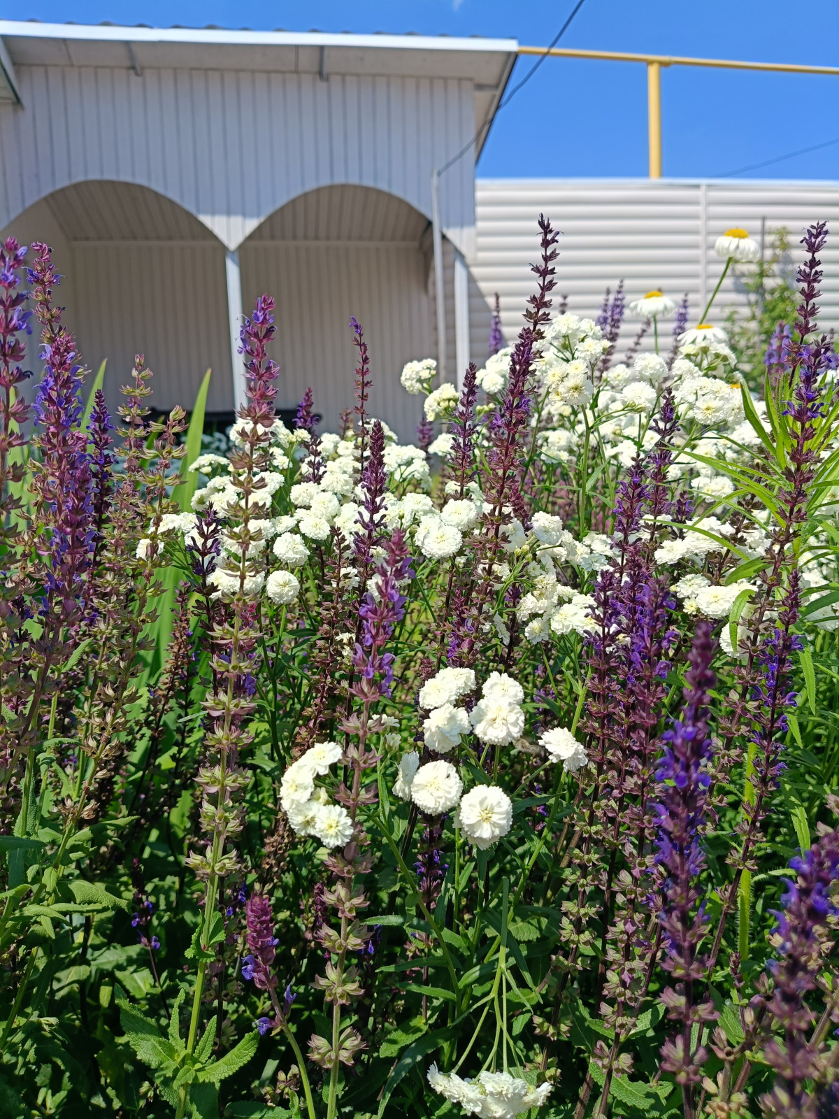 Современный цветник