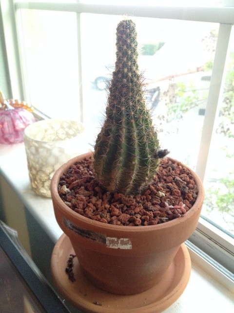 save my skinny cactus!!