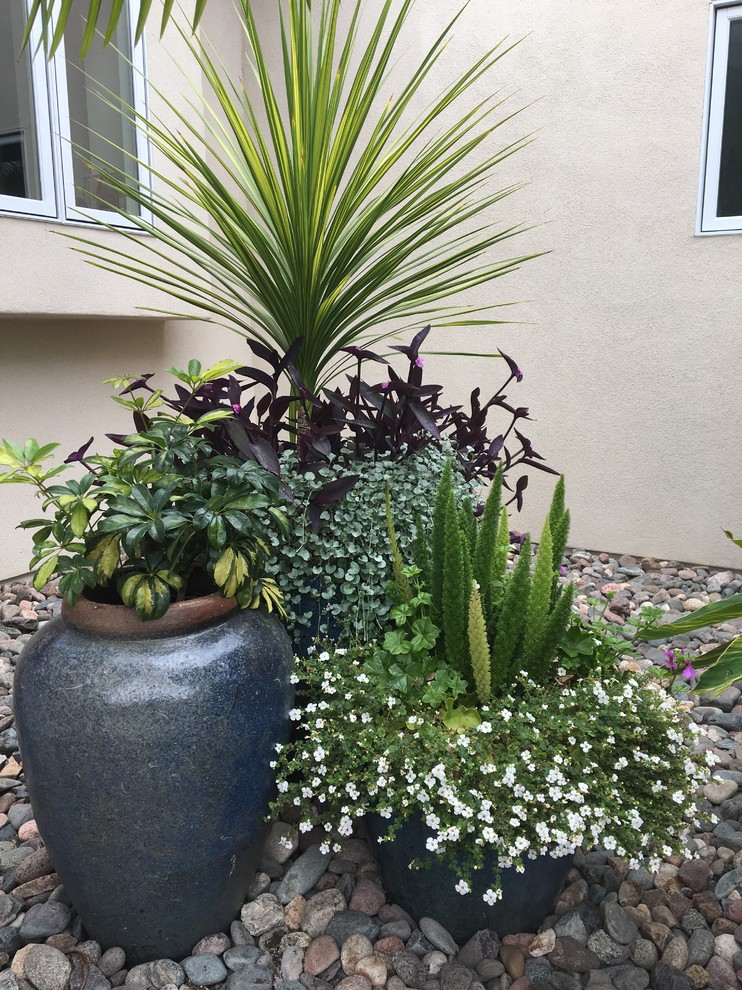Inspiration for a tropical front yard garden in San Diego with gravel.