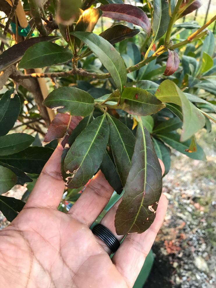 Is my tree dying, is it going dormant?