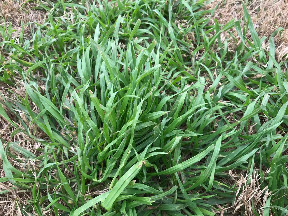 Help identifying a weed or grass in South Texas