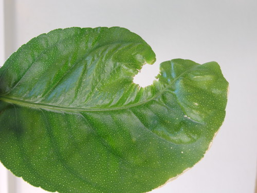 Strange lemon tree disease