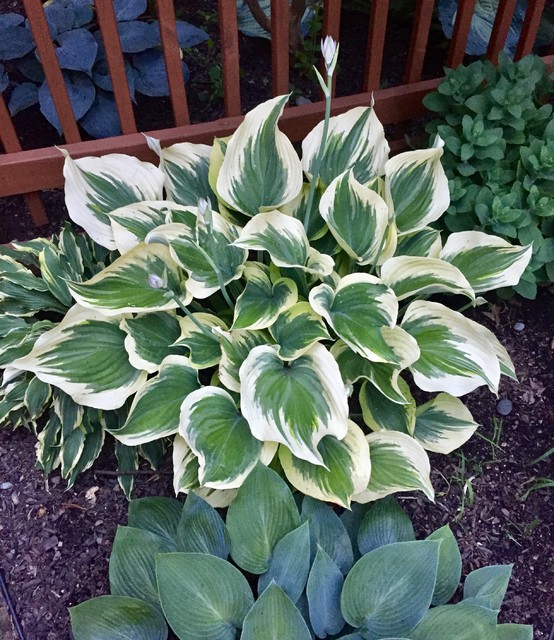 hosta 