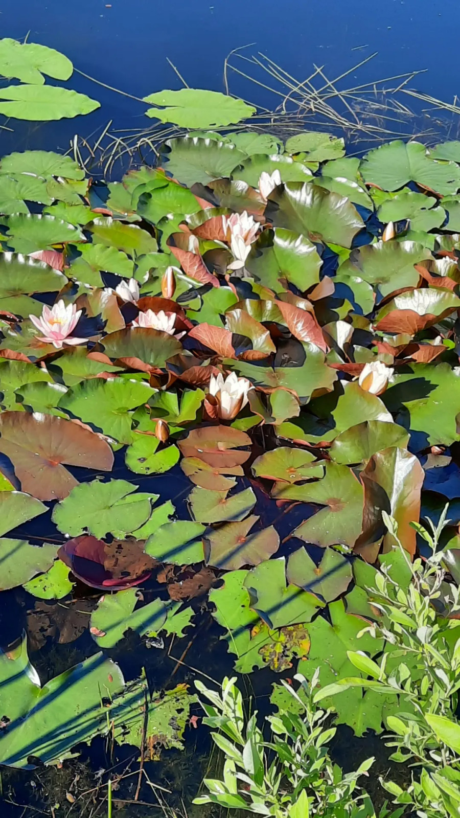 Пермакультурная личная усадьба.