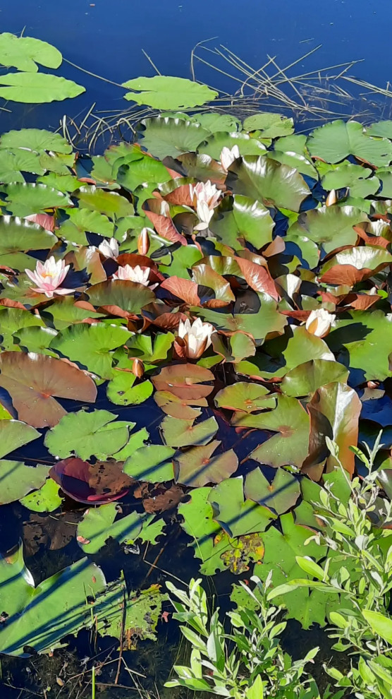 Пермакультурная личная усадьба.