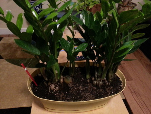 ZZ plant soil suggestion..