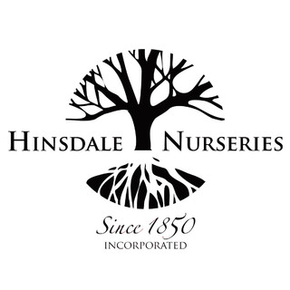 LILY OF THE VALLEY – Hinsdale Nurseries – Welcome to Hinsdale Nurseries