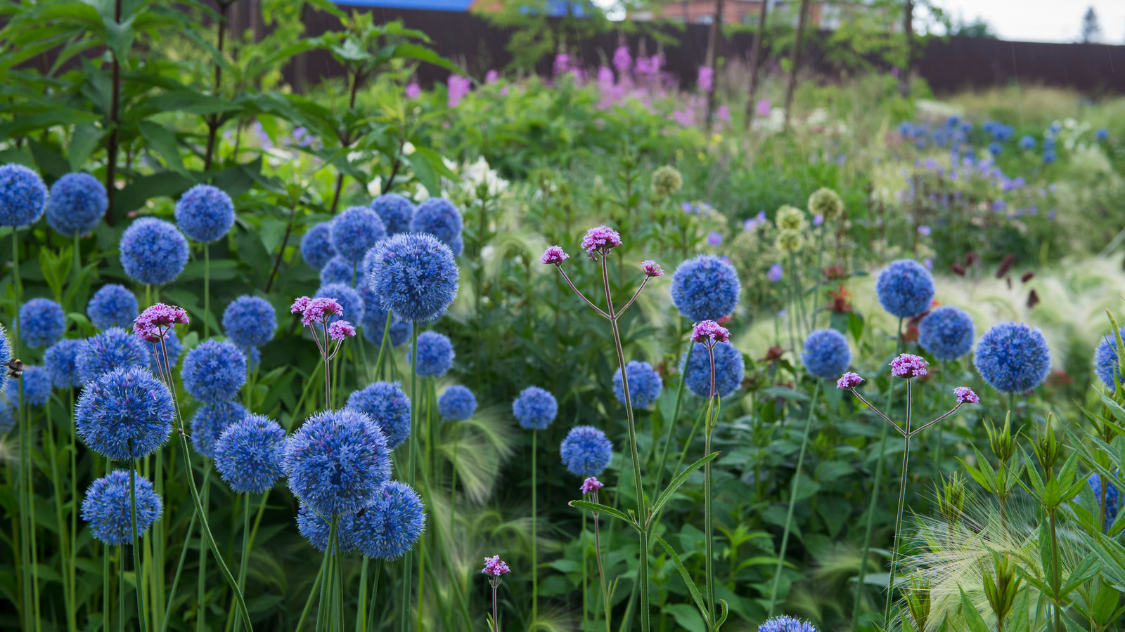 Цветник в  природном стиле  (" New Perennials"  или "Новая волна")
