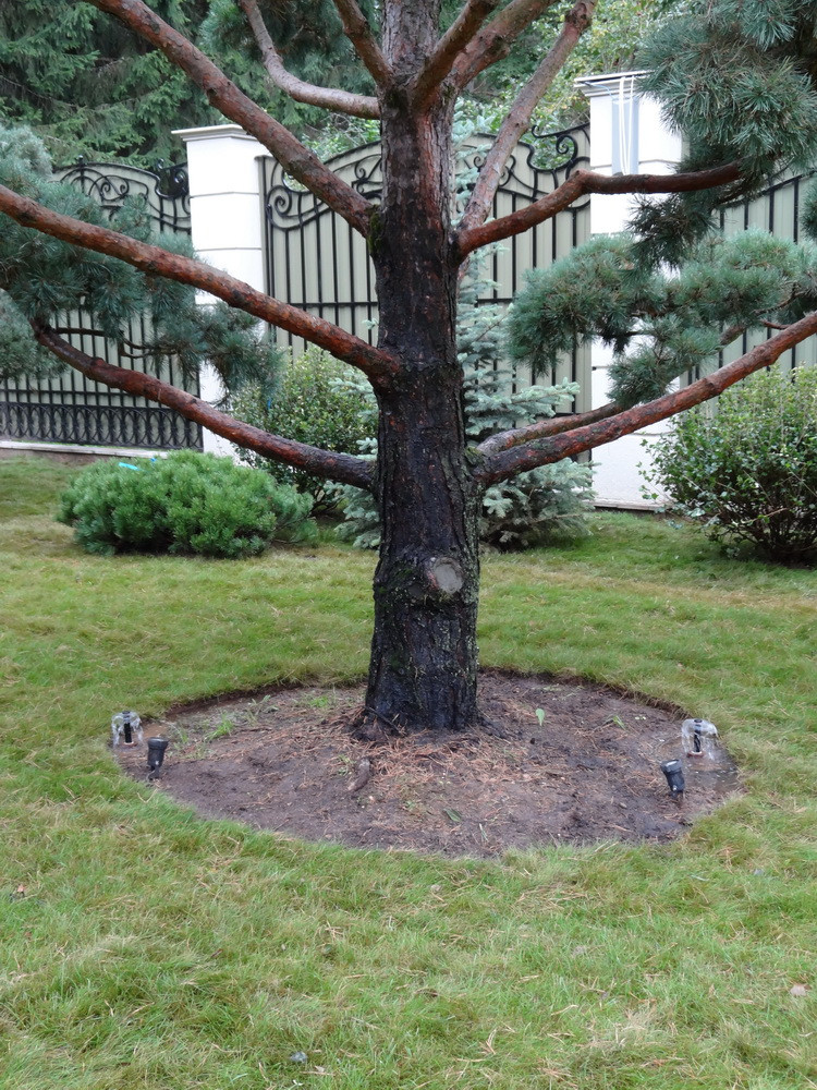 Прикорневой полив деревьев
