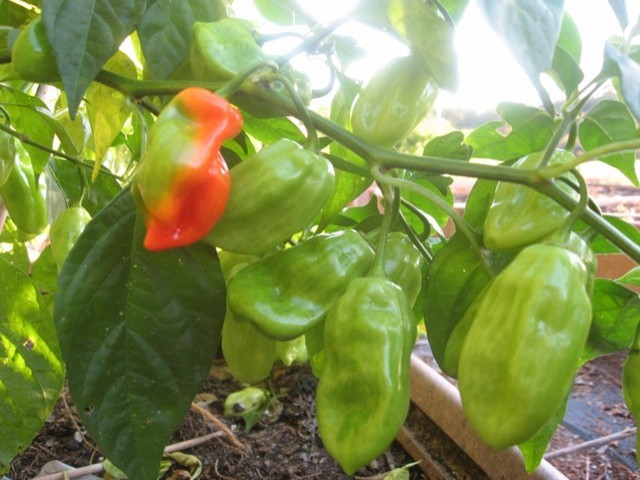 My Tobago seasoning peppers