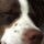 Last commented by Brittany Spaniel