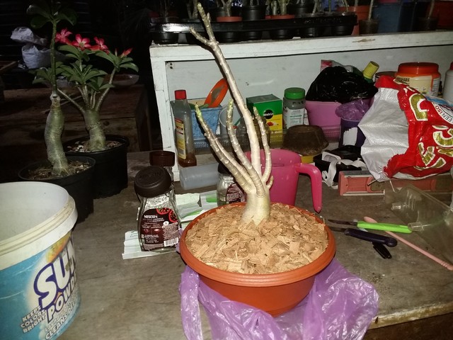 Dinoadenium 