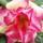 Last commented by christine20gw(Australia)