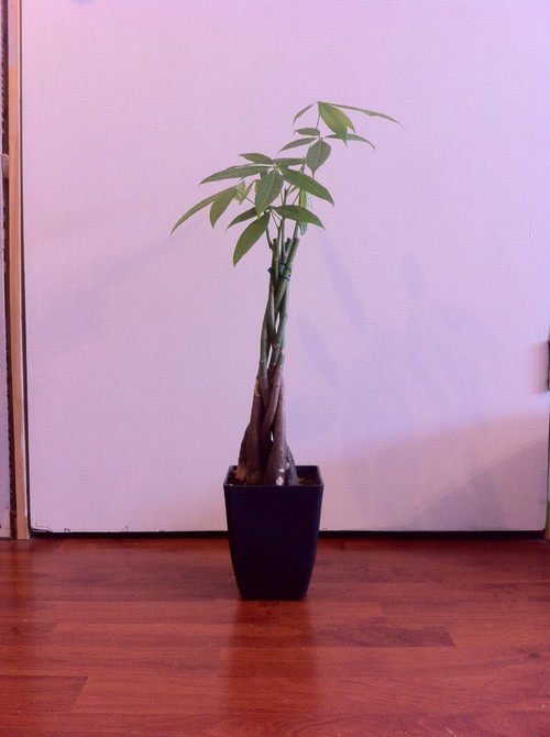 Money tree has tiny bugs