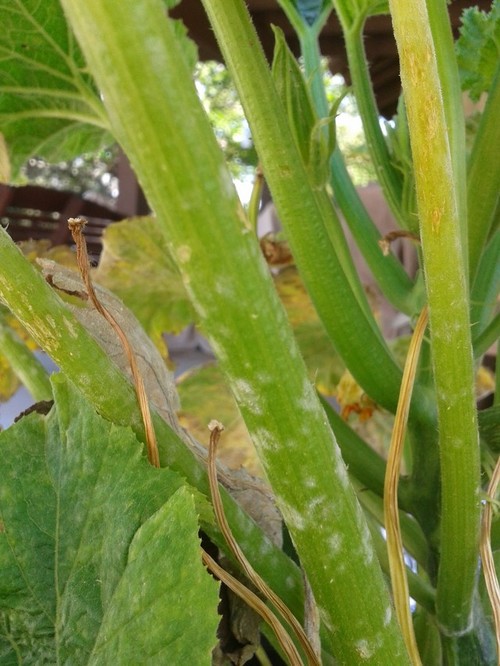 Zucchini Plant getting fuzzy white spots on stem