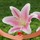 lily_rod