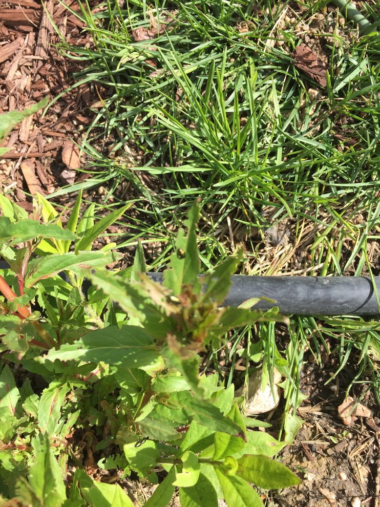What's eating my phlox?