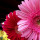webuser_963319705