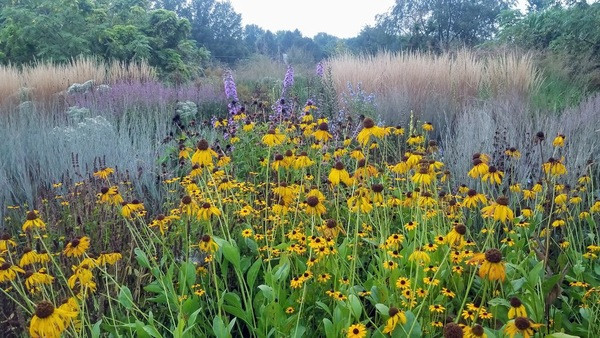 Back Yard Gardens