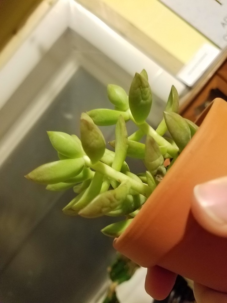 Succulent help? Shriveling leaves and spots